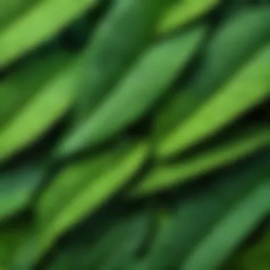 A close-up view of vibrant green leaves with intricate patterns