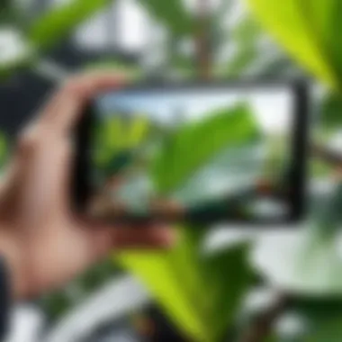 Using Google Lens Outdoors for Plant Discovery A user engaging with Google Lens outdoors, capturing a leaf