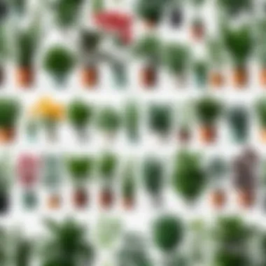 Diverse Plant Collection for Identification A diverse collection of plants in a garden with labels for identification