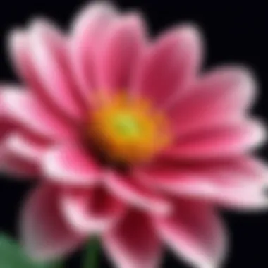 A close-up of a flower blooming in slow motion