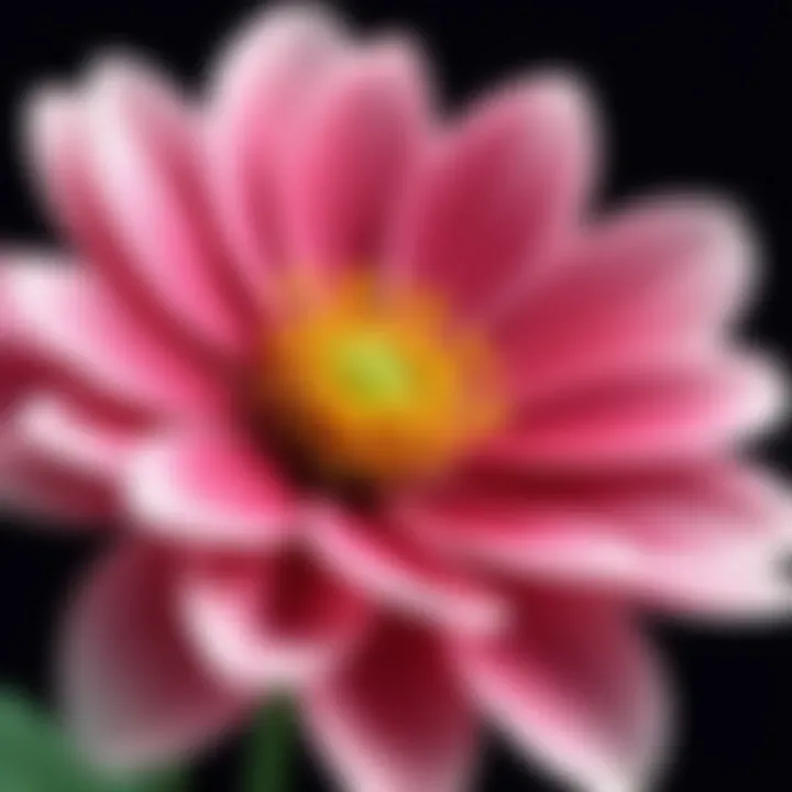 A close-up of a flower blooming in slow motion